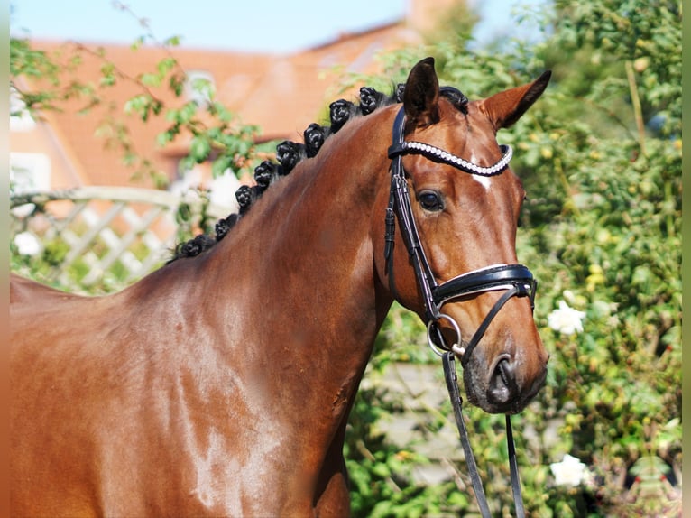 Hanoverian Mare 4 years 16,2 hh Bay-Dark in Hohenfelde