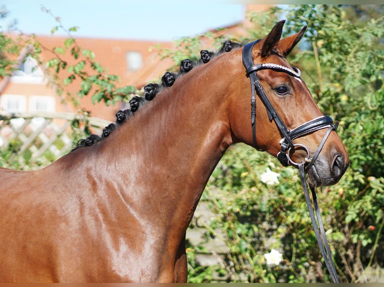 Hanoverian Mare 4 years 16,2 hh Bay-Dark in Hohenfelde