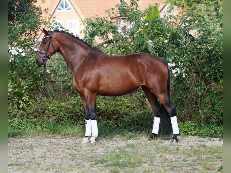 Hanoverian Mare 4 years 16,2 hh Bay-Dark in Hohenfelde