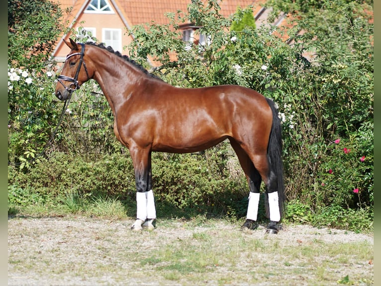 Hanoverian Mare 4 years 16,2 hh Bay-Dark in Hohenfelde