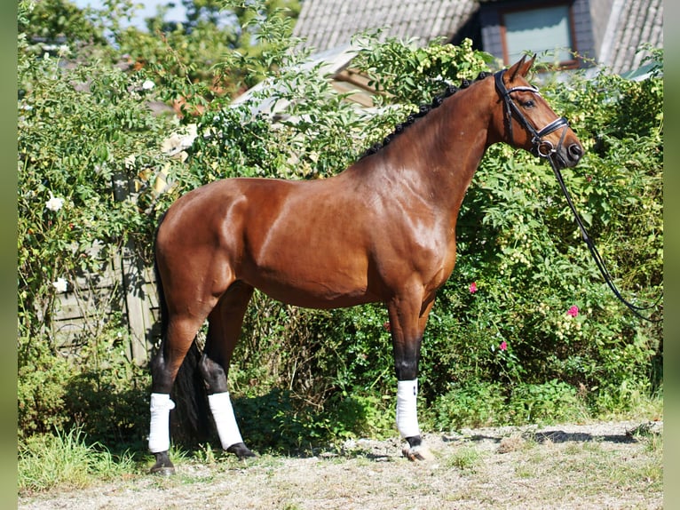 Hanoverian Mare 4 years 16,2 hh Bay-Dark in Hohenfelde