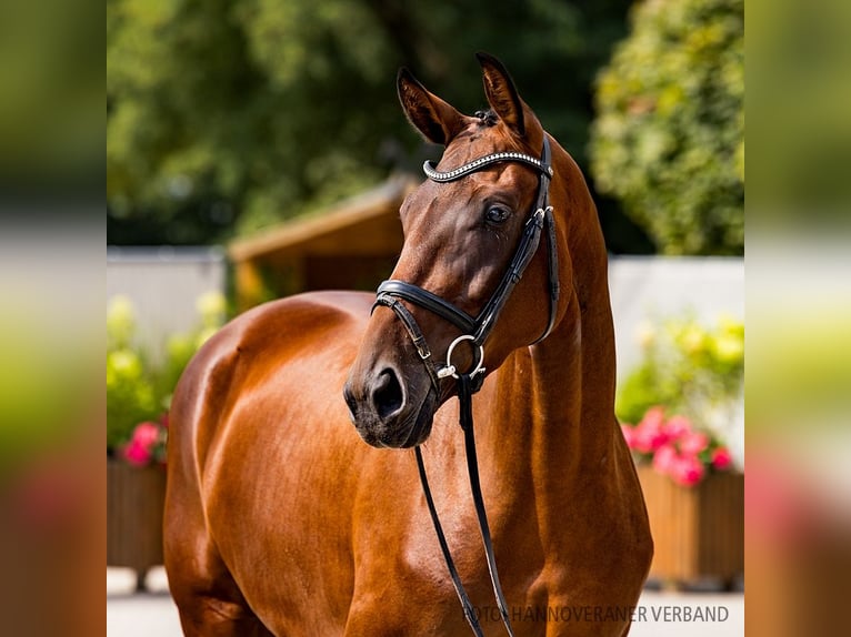 Hanoverian Mare 4 years 16,2 hh Bay-Dark in Verden