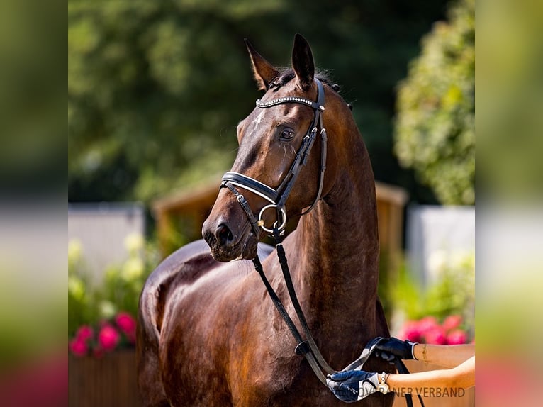 Hanoverian Mare 4 years 16,2 hh Bay-Dark in Verden