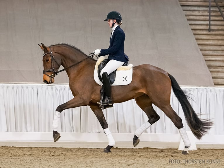 Hanoverian Mare 4 years 16.2 hh Bay-Dark in Verden