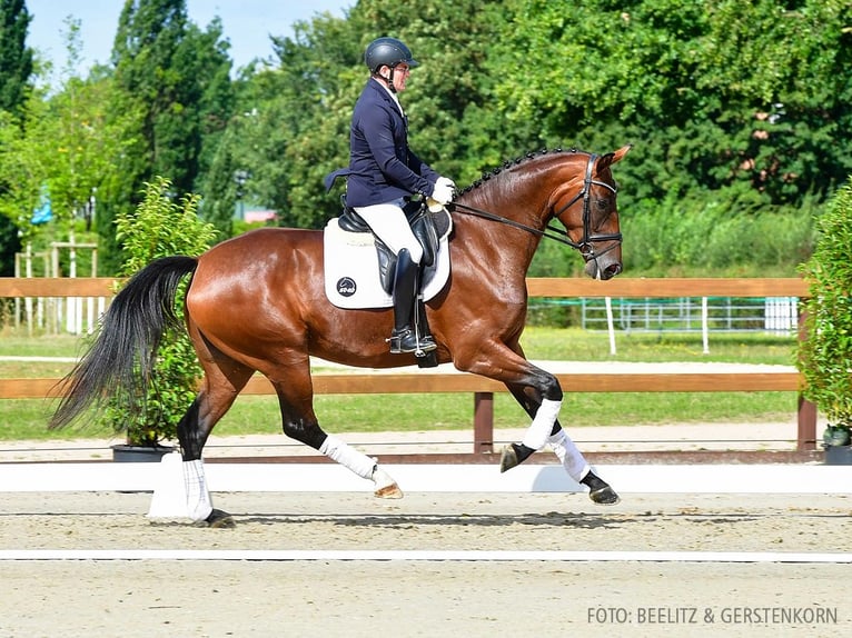 Hanoverian Mare 4 years 16,2 hh Bay-Dark in Verden