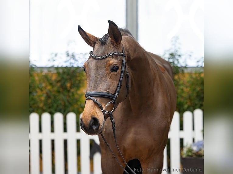 Hanoverian Mare 4 years 16.2 hh Bay-Dark in Verden