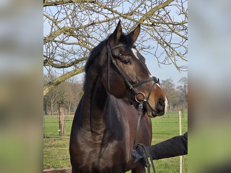 Hanoverian Mare 4 years 16.2 hh Bay-Dark in Wachtendonk