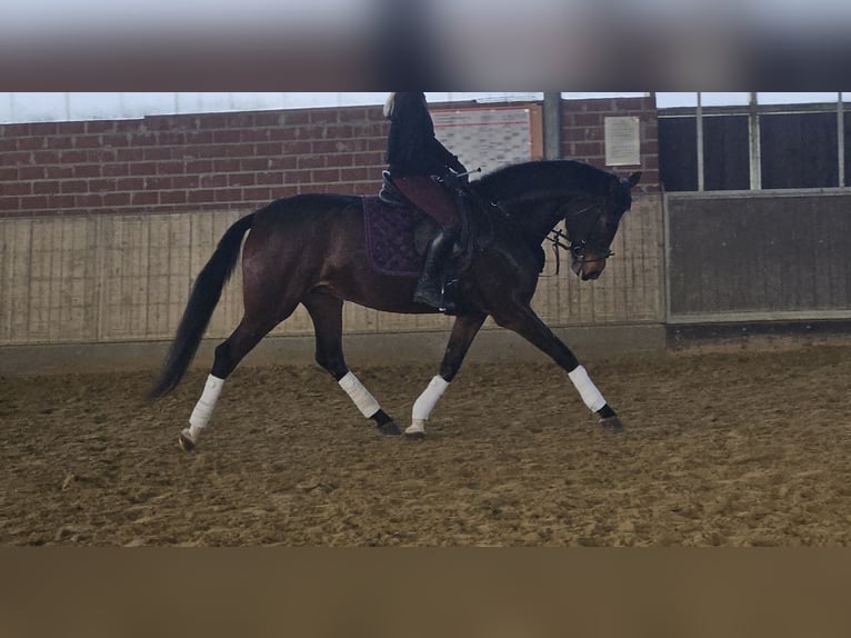 Hanoverian Mare 4 years 16.2 hh Bay-Dark in Wachtendonk