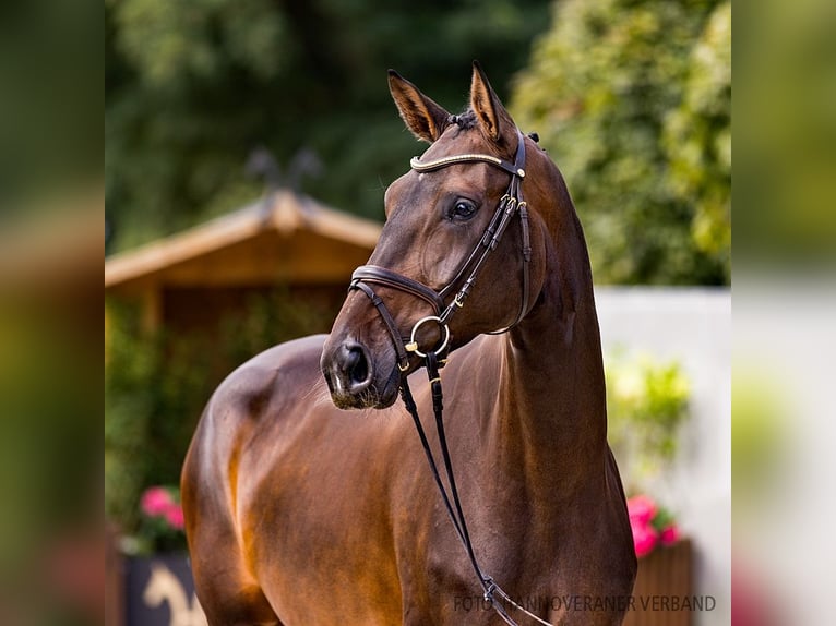 Hanoverian Mare 4 years 16,2 hh Bay-Dark in Verden