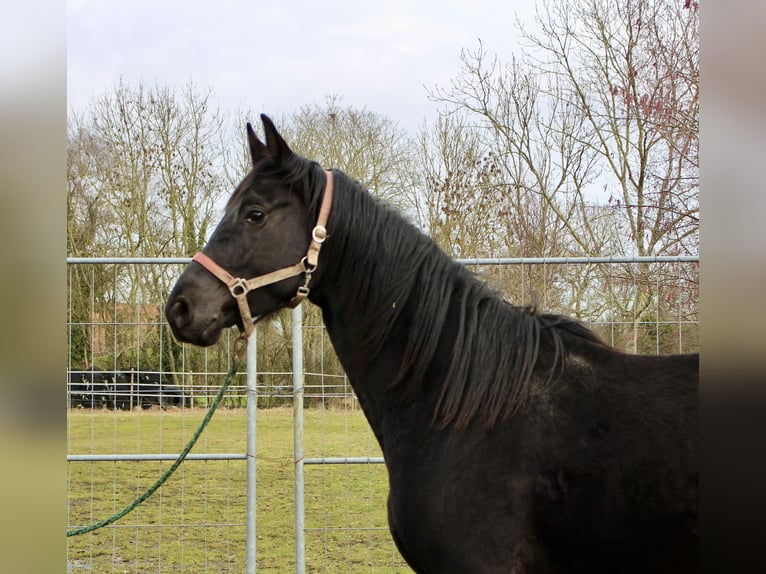 Hanoverian Mare 4 years 16.2 hh Black in Bunderhee