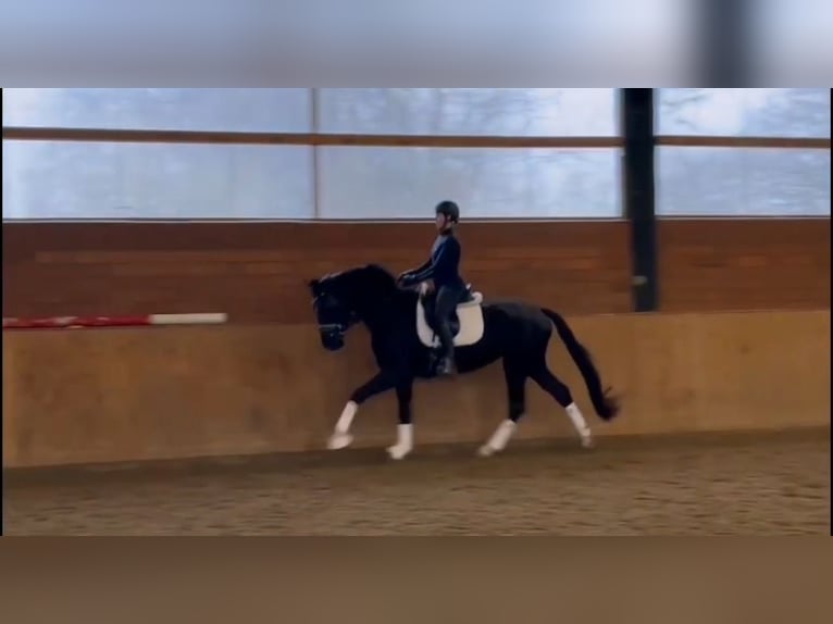 Hanoverian Mare 4 years 16,2 hh Black in EnnigerlohEnnigerloh