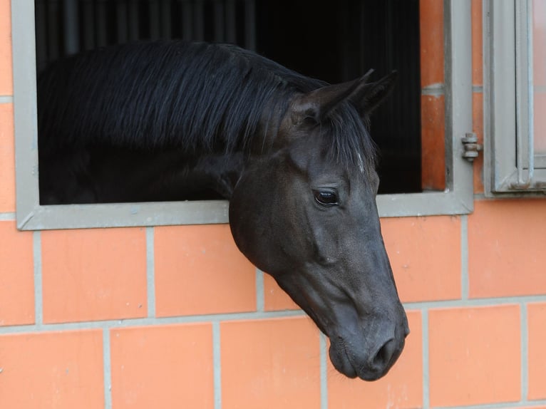 Hanoverian Mare 4 years 16.2 hh Black in Isernhagen
