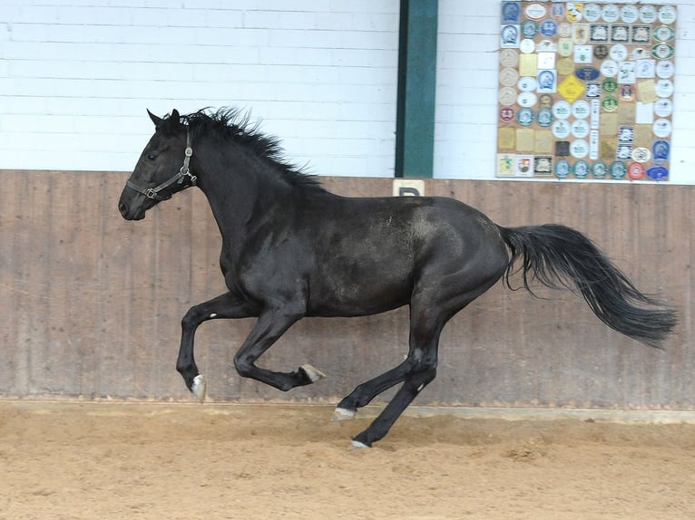 Hanoverian Mare 4 years 16.2 hh Black in Dublin