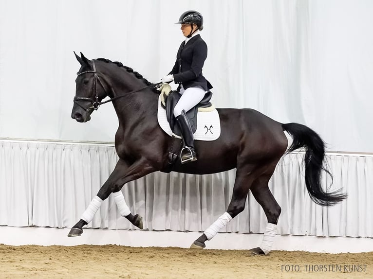 Hanoverian Mare 4 years 16,2 hh Black in Verden