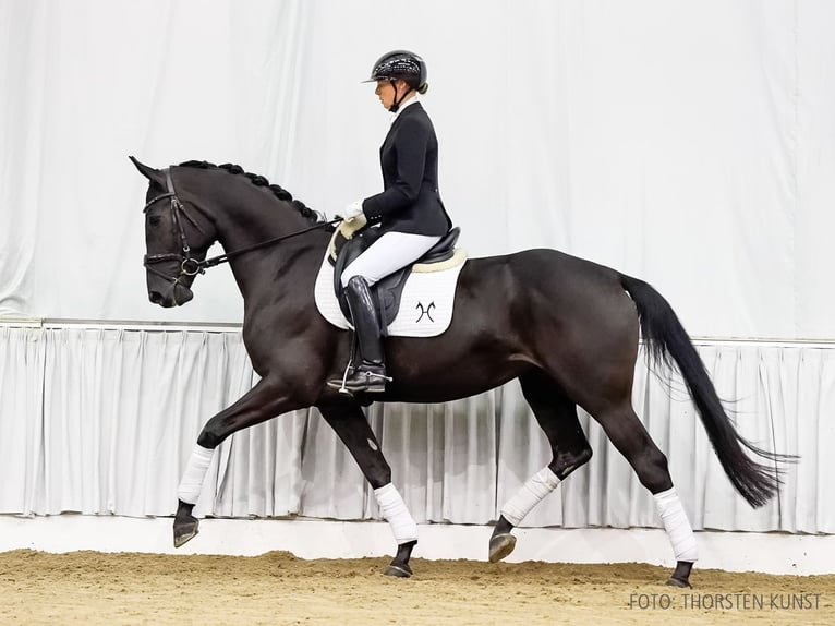 Hanoverian Mare 4 years 16,2 hh Black in Verden