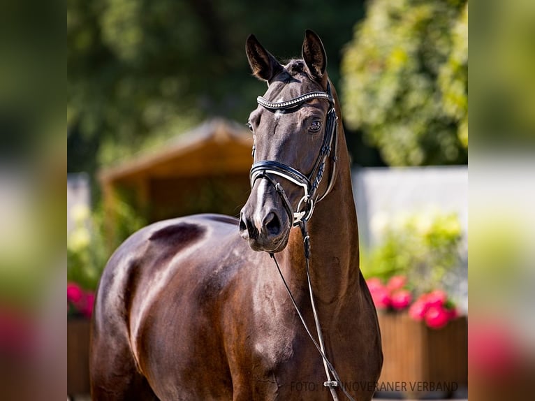 Hanoverian Mare 4 years 16,2 hh Black in Verden