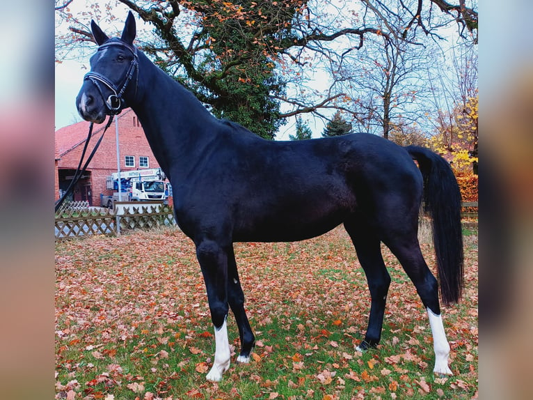 Hanoverian Mare 4 years 16,2 hh Black in Burgdorf