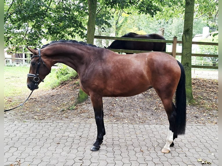 Hanoverian Mare 4 years 16.2 hh Brown in Barenburg