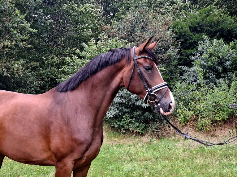 Hanoverian Mare 4 years 16.2 hh Brown in Barenburg