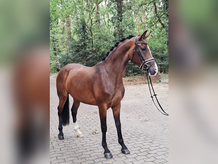 Hanoverian Mare 4 years 16.2 hh Brown in Barenburg