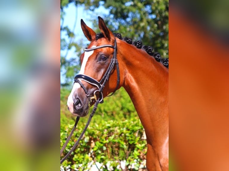 Hanoverian Mare 4 years 16,2 hh Brown in Selsingen