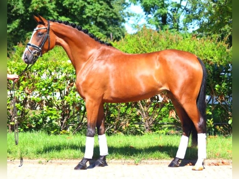 Hanoverian Mare 4 years 16,2 hh Brown in Selsingen