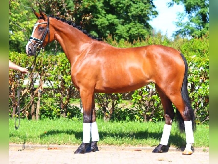 Hanoverian Mare 4 years 16,2 hh Brown in Selsingen