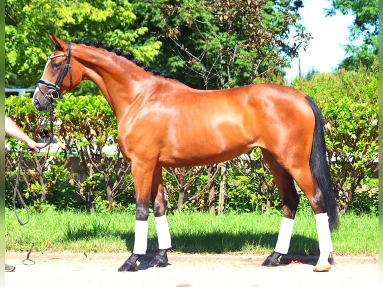 Hanoverian Mare 4 years 16,2 hh Brown in Selsingen