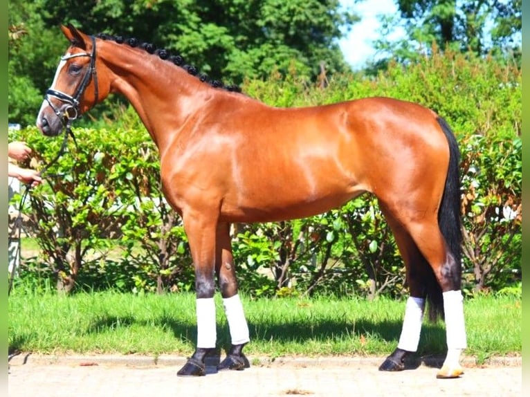 Hanoverian Mare 4 years 16,2 hh Brown in Selsingen