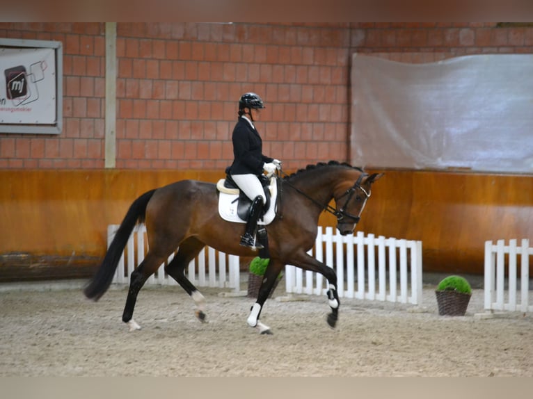 Hanoverian, Mare, 4 years, 16.2 hh, Brown