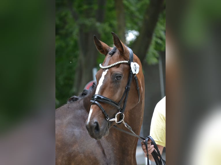Hanoverian, Mare, 4 years, 16.2 hh, Brown