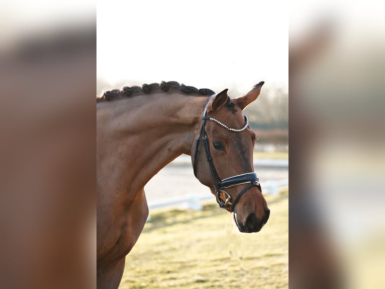 Hanoverian Mare 4 years 16,2 hh Brown in Dorsten