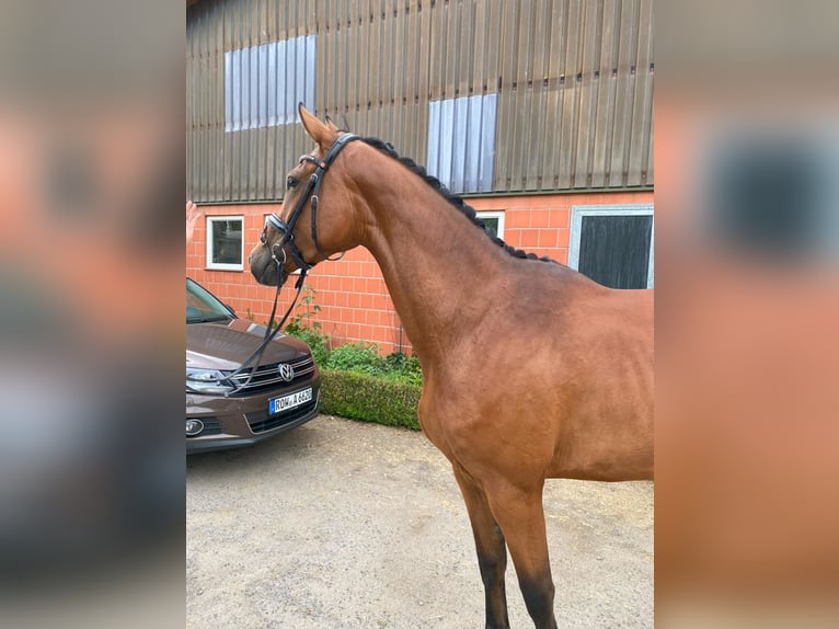 Hanoverian Mare 4 years 16,2 hh Brown in Hepstedt