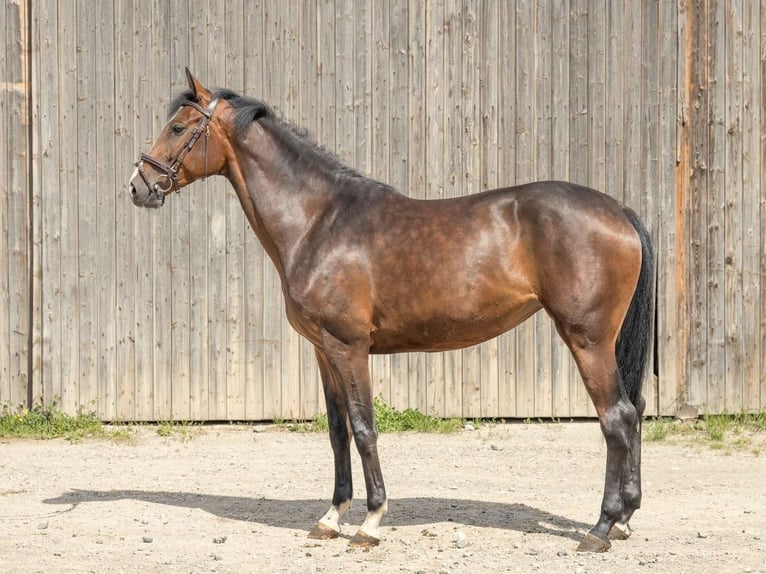 Hanoverian Mare 4 years 16,2 hh Brown in Langelsheim