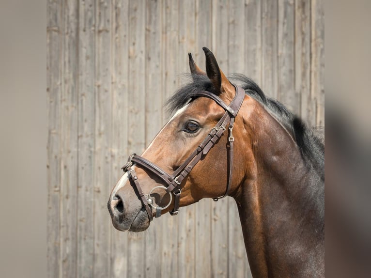 Hanoverian Mare 4 years 16,2 hh Brown in Langelsheim