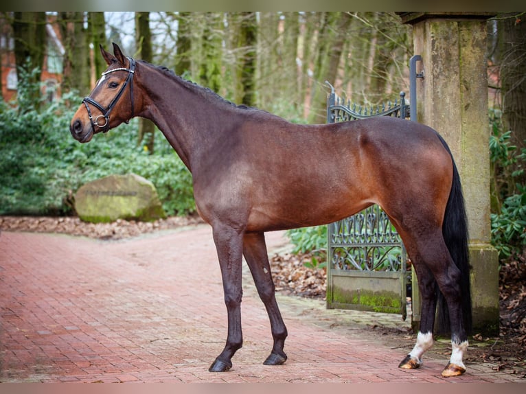 Hanoverian Mare 4 years 16,2 hh Brown in Molln