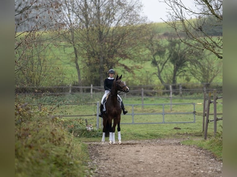 Hanoverian Mare 4 years 16,2 hh Brown in Moosach