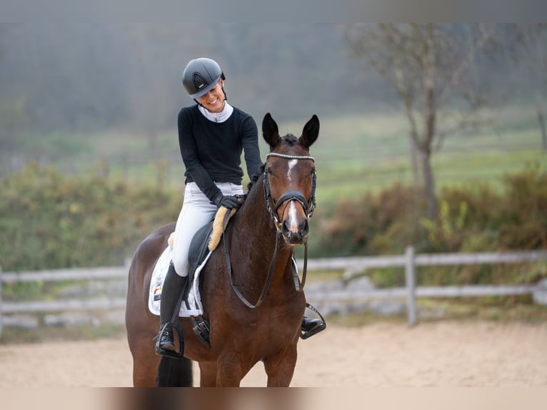 Hanoverian Mare 4 years 16,2 hh Brown in MoosachMoosach