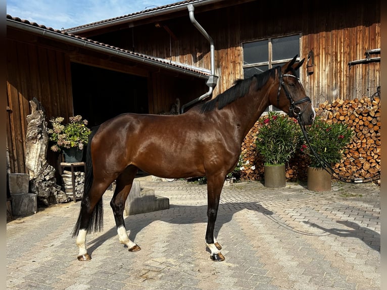 Hanoverian Mare 4 years 16,2 hh Brown in MoosachMoosach