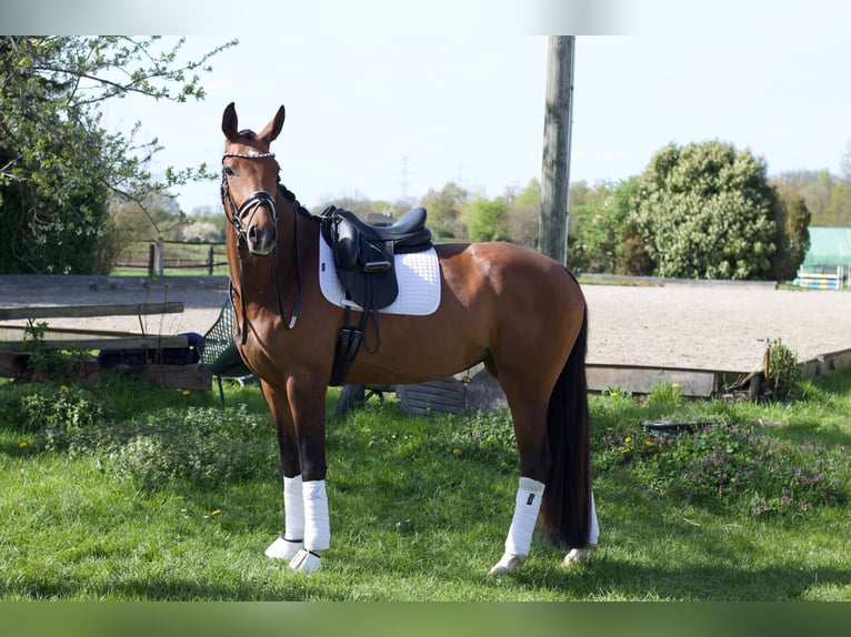 Hanoverian Mare 4 years 16.2 hh Brown in Neuss
