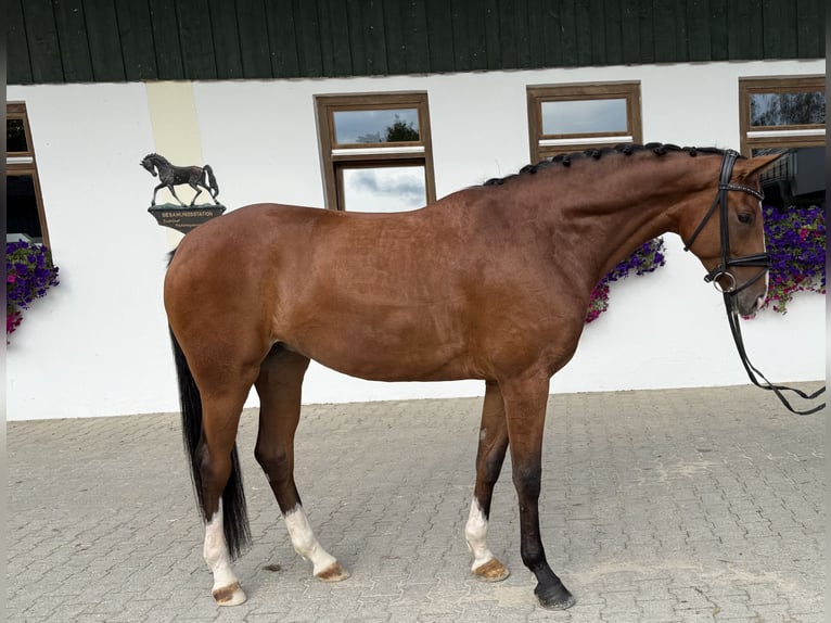 Hanoverian Mare 4 years 16.2 hh Brown in Rottenburg an der Laaber
