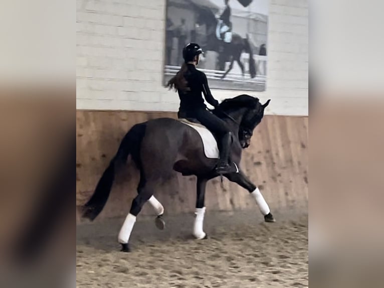 Hanoverian Mare 4 years 16,2 hh Brown in Krefeld