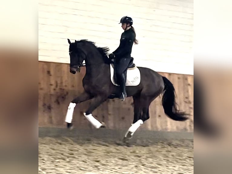 Hanoverian Mare 4 years 16,2 hh Brown in Krefeld