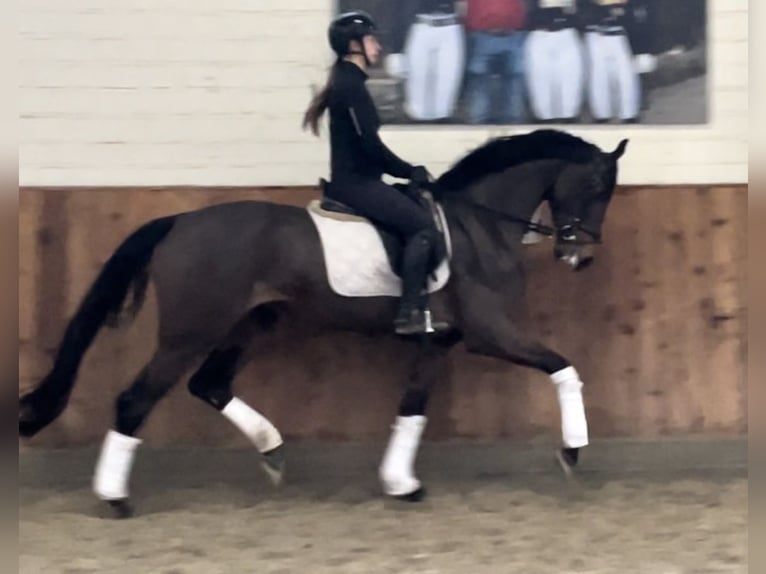 Hanoverian Mare 4 years 16,2 hh Brown in Krefeld