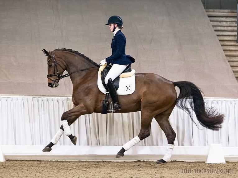 Hanoverian Mare 4 years 16.2 hh Brown in Verden