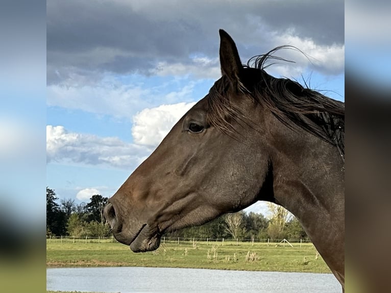 Hanoverian Mare 4 years 16,2 hh Brown in Babenhausen