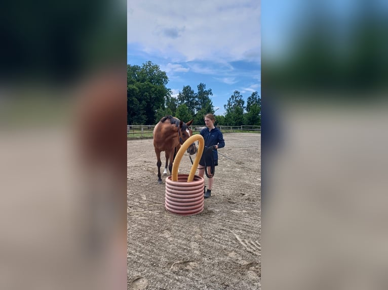 Hanoverian Mare 4 years 16.2 hh Brown in Klempau