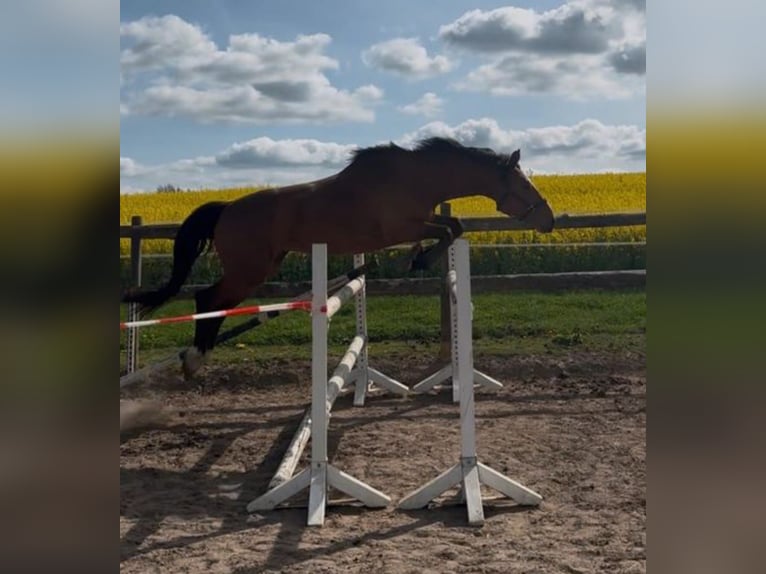 Hanoverian Mare 4 years 16.2 hh Brown in Klempau
