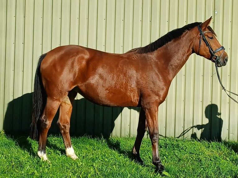 Hanoverian Mare 4 years 16.2 hh Brown in Klempau