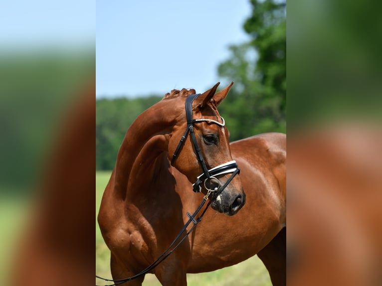 Hanoverian Mare 4 years 16,2 hh Chestnut in Mockrehna